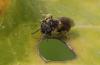 Lasioglossum sp.